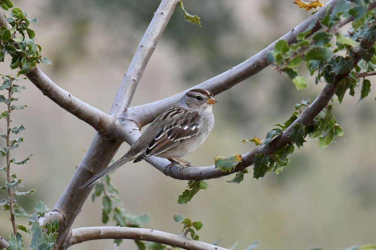 White-crowned Sparrow - ML375902011