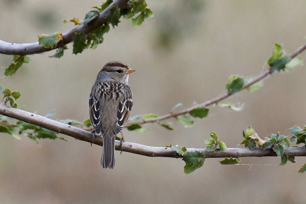 White-crowned Sparrow - ML375902041