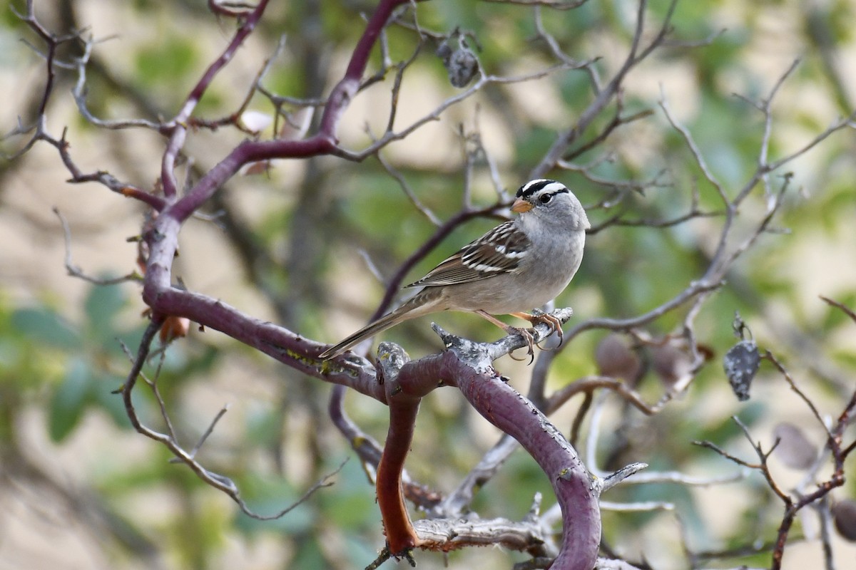 White-crowned Sparrow - ML375902321