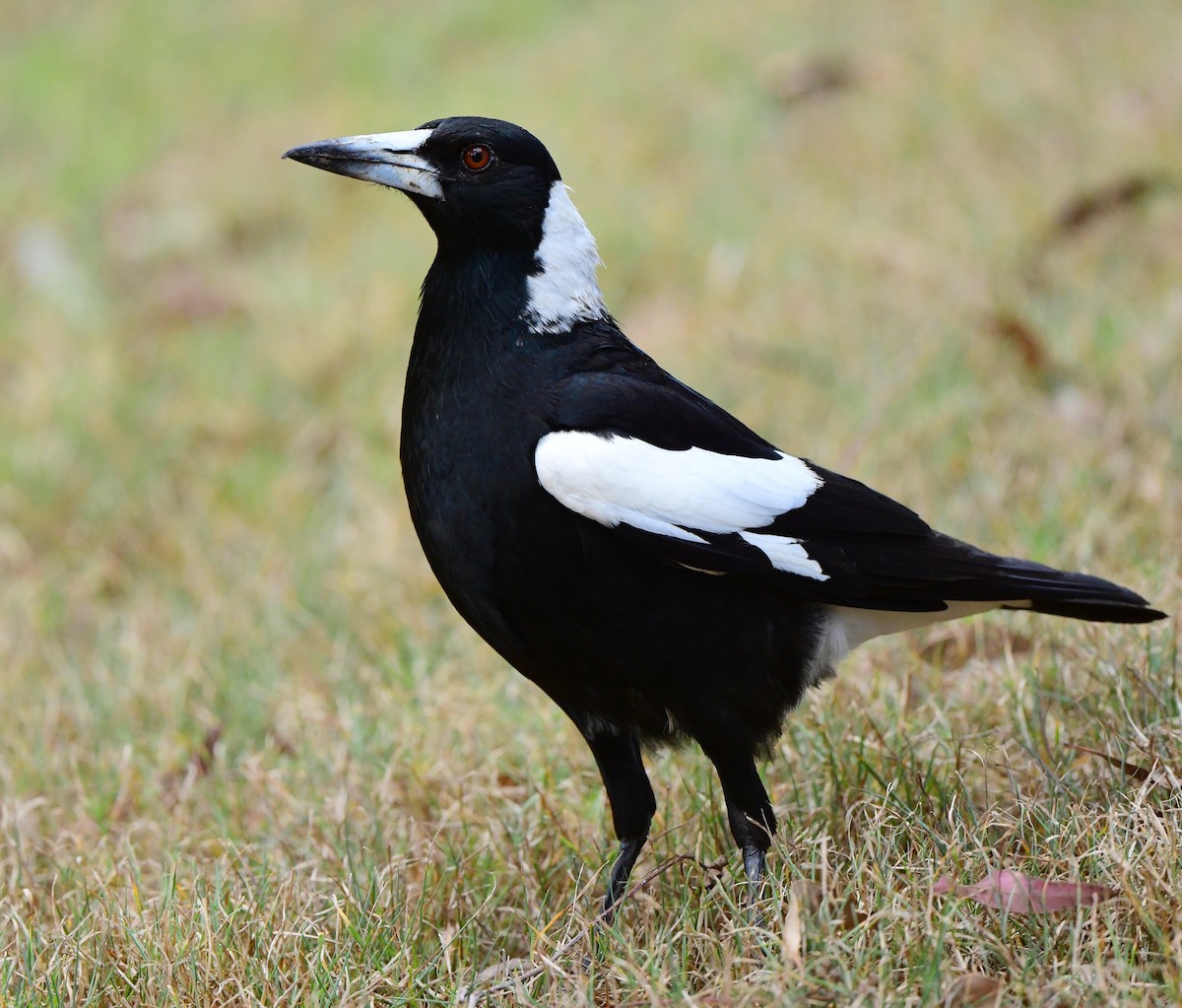 Australian Magpie - Andy Gee