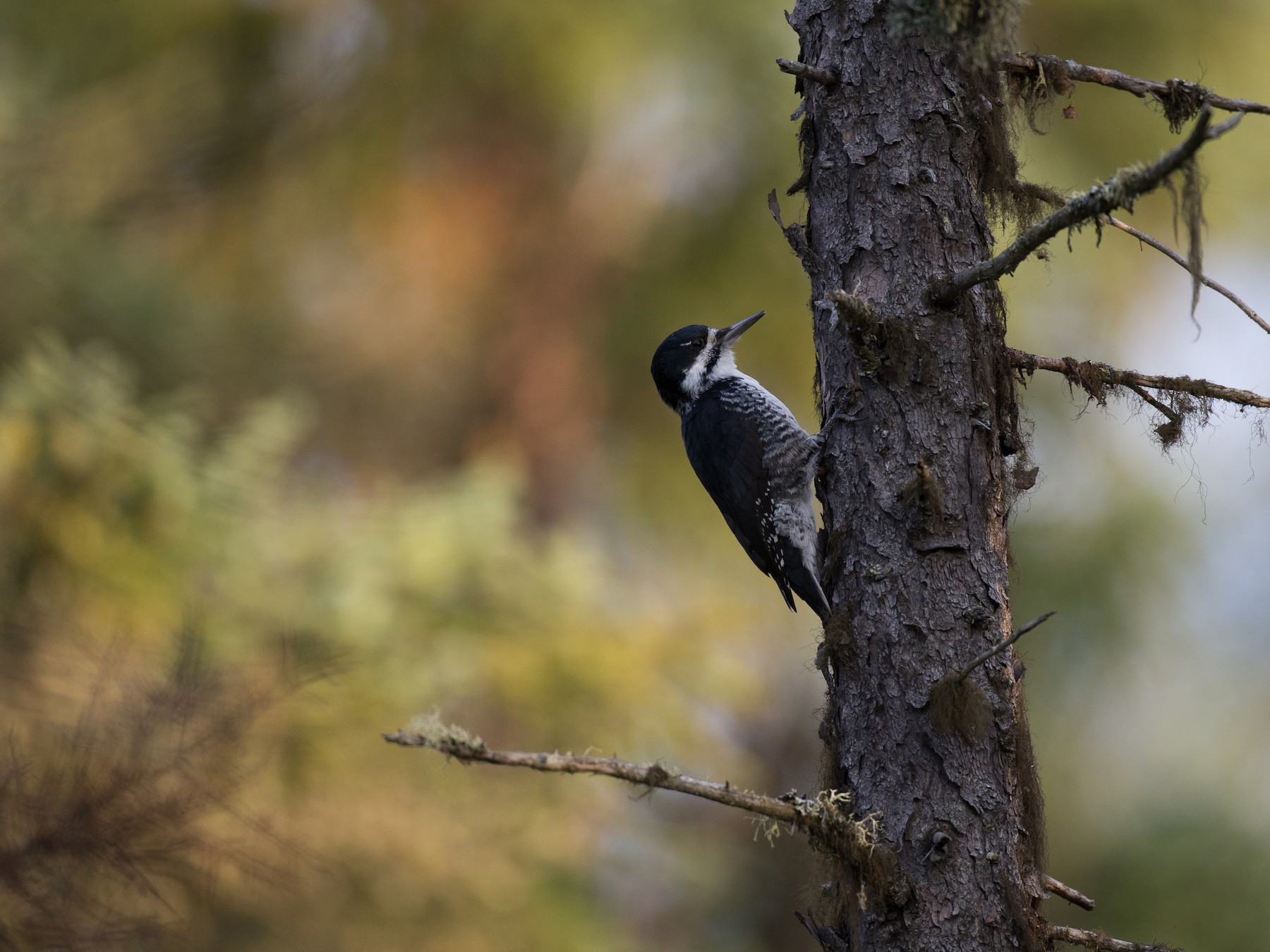 セグロミユビゲラ eBird