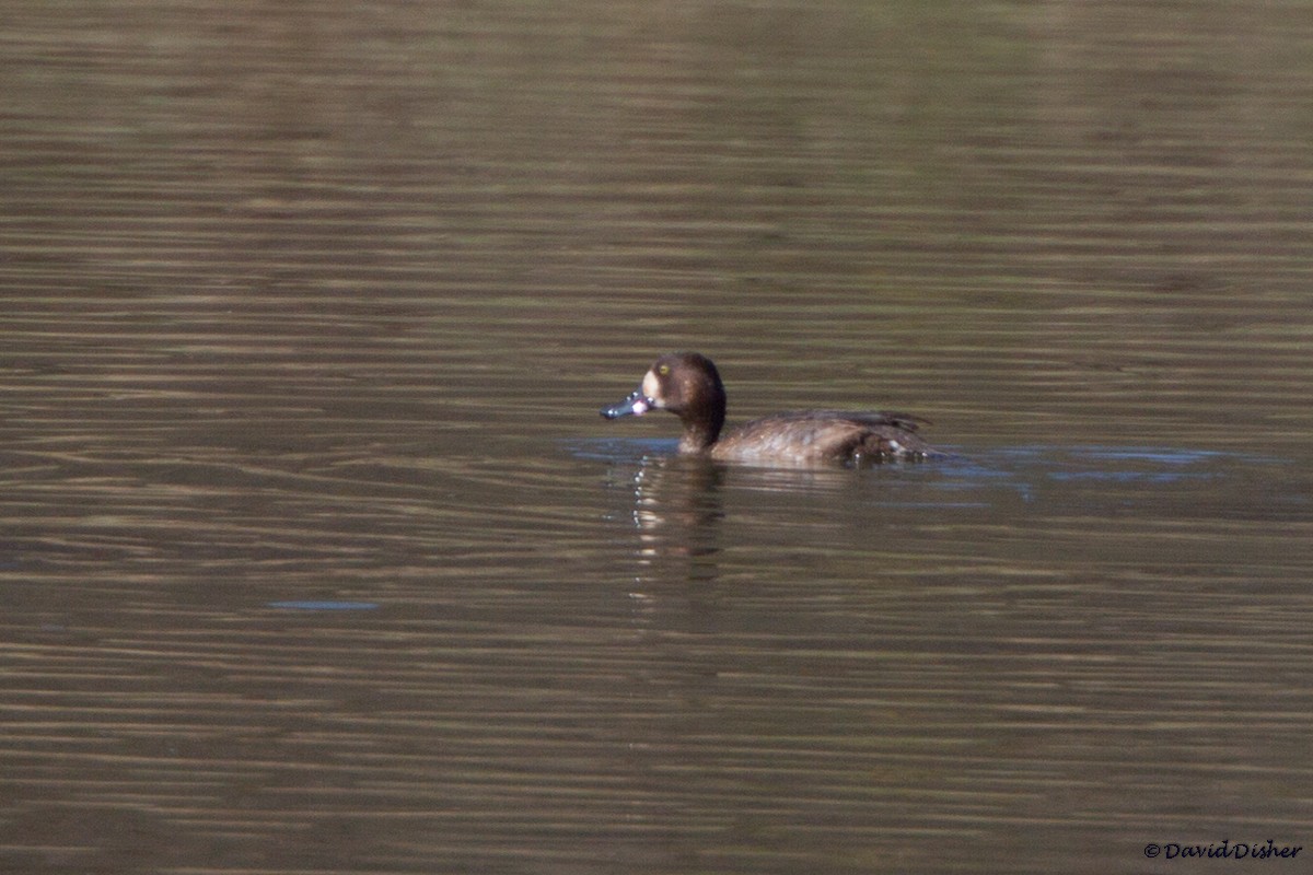Greater Scaup - ML37591071
