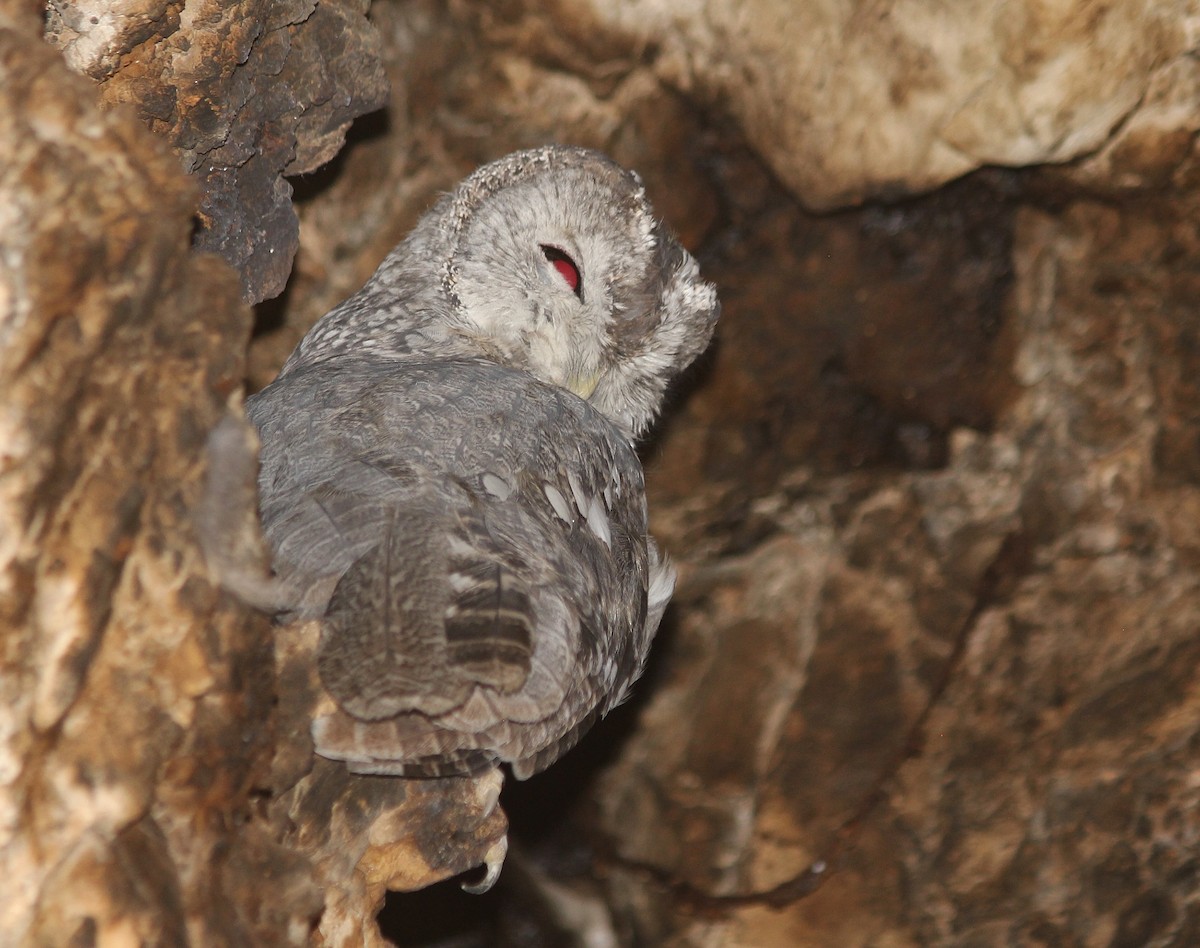 Tawny Owl - ML375917671