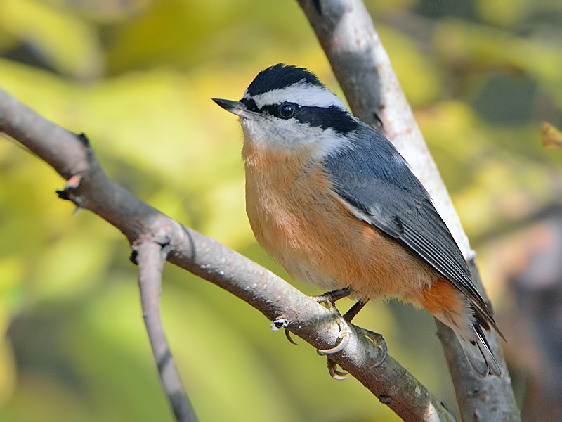 Red-breasted Nuthatch - ML37591851