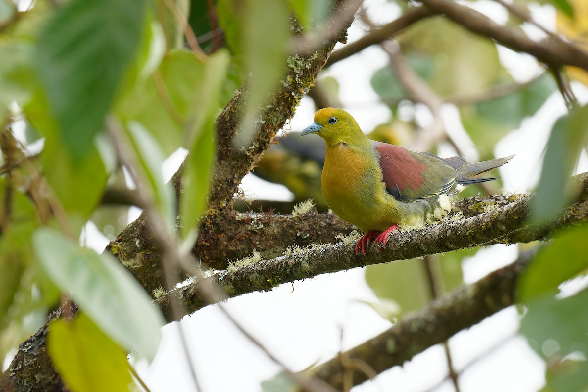 Wedge-tailed Green-Pigeon - ML375920061