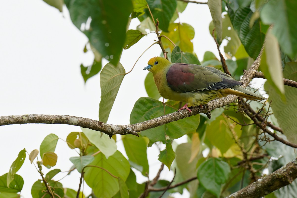 Wedge-tailed Green-Pigeon - ML375920131