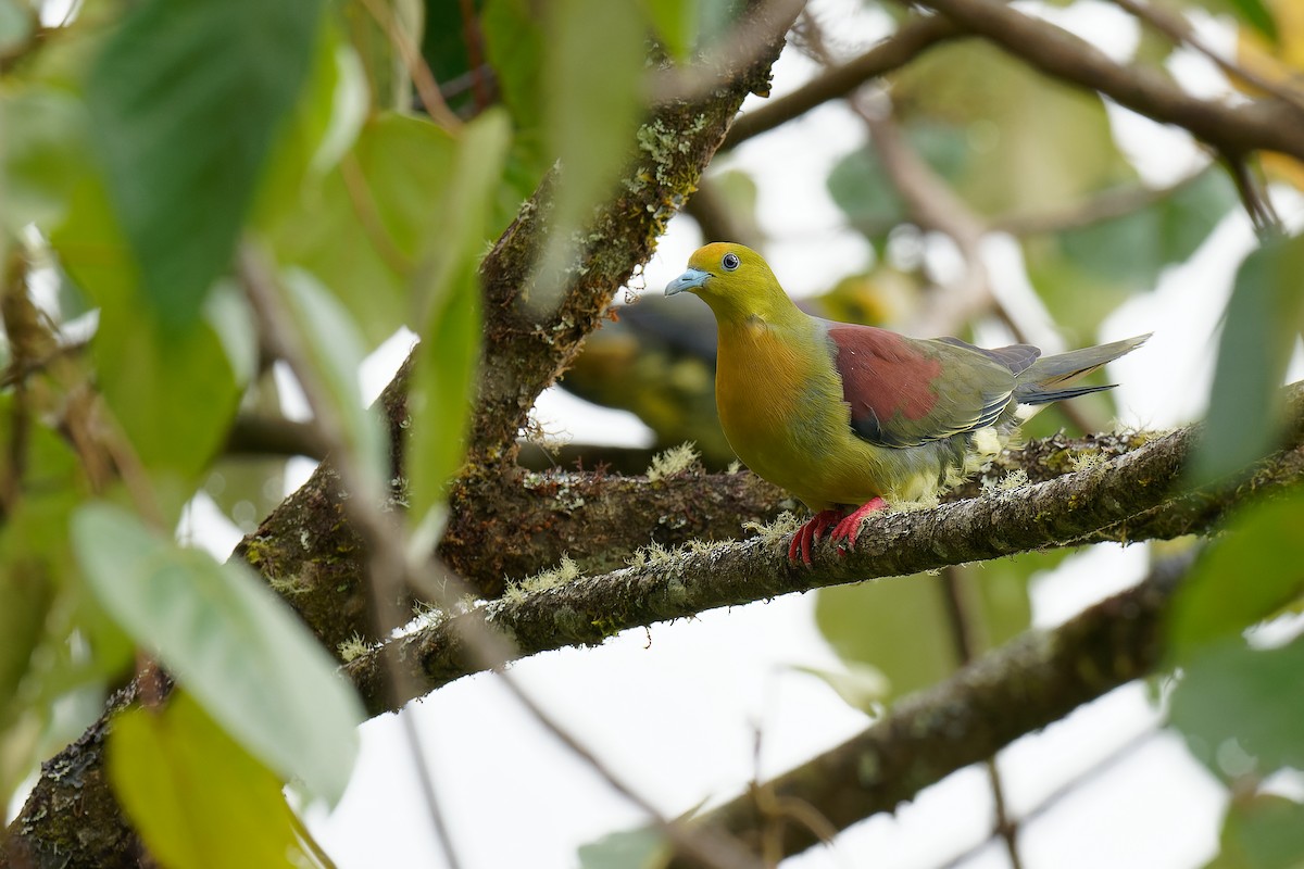 Wedge-tailed Green-Pigeon - ML375920161