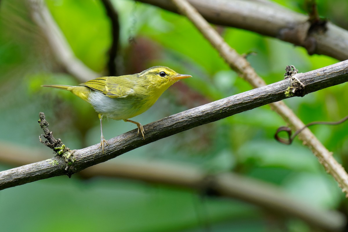 Yellow-vented Warbler - ML375921131