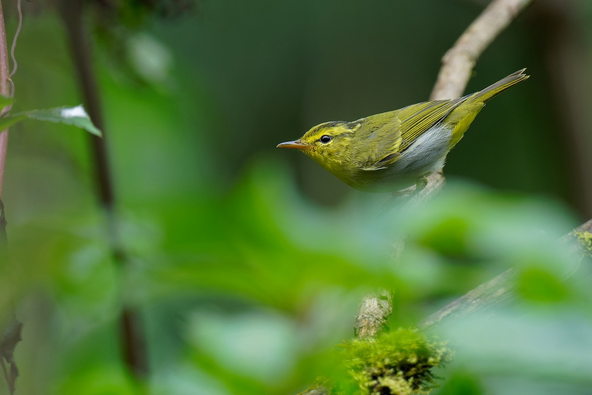 Yellow-vented Warbler - ML375921331