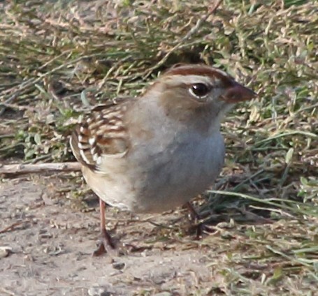 White-crowned Sparrow - ML37592251