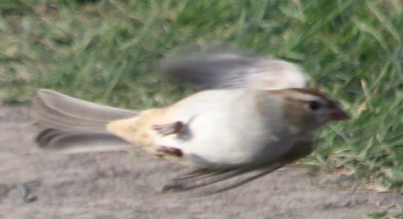 White-crowned Sparrow - ML37592261