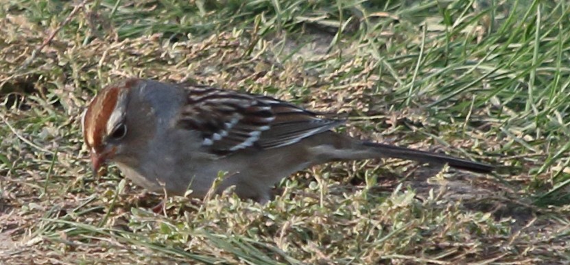 White-crowned Sparrow - ML37592271