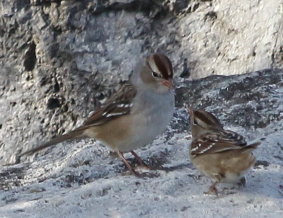 White-crowned Sparrow - Glenn Berry