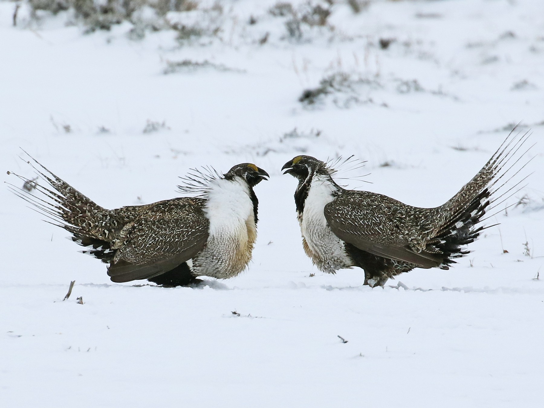 Greater Sage-Grouse - Andrew Spencer