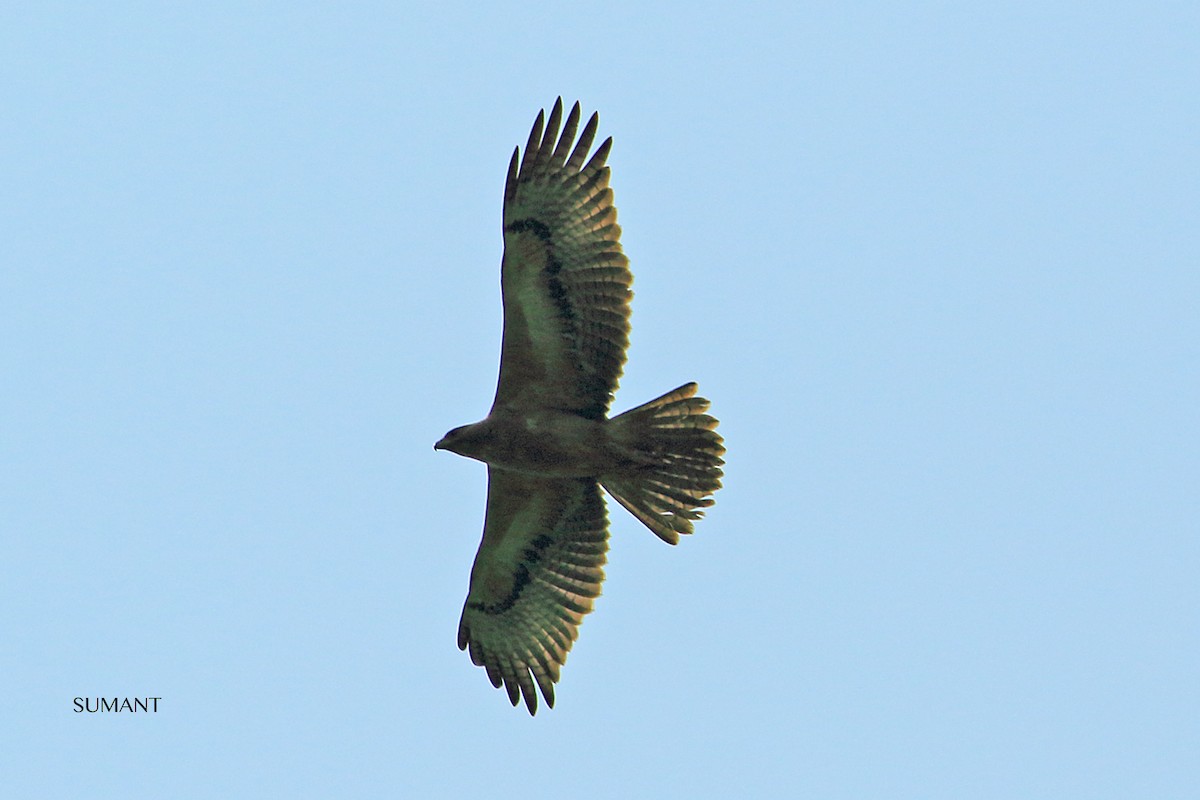 Bonelli's Eagle - sumant rajguru