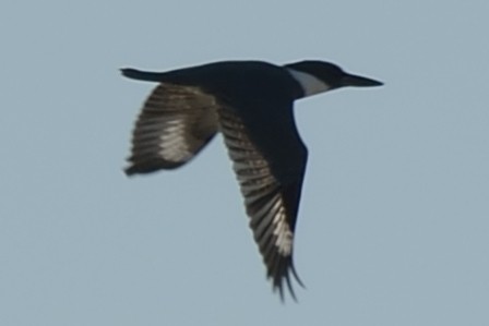 Belted Kingfisher - Michiel Oversteegen