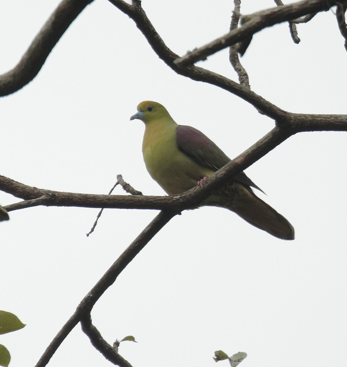 Wedge-tailed Green-Pigeon - ML375935541