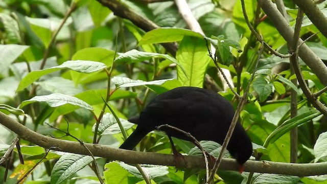 Indian Blackbird (Black-capped) - ML375936461