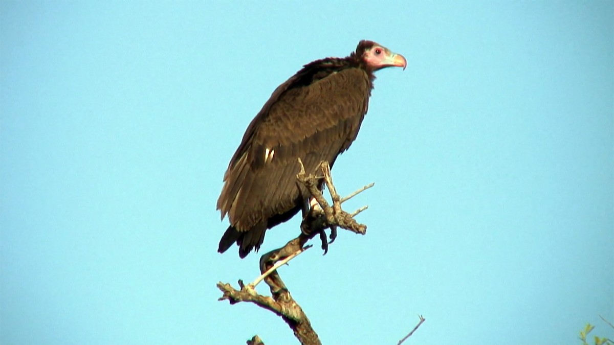 White-headed Vulture - ML375942751