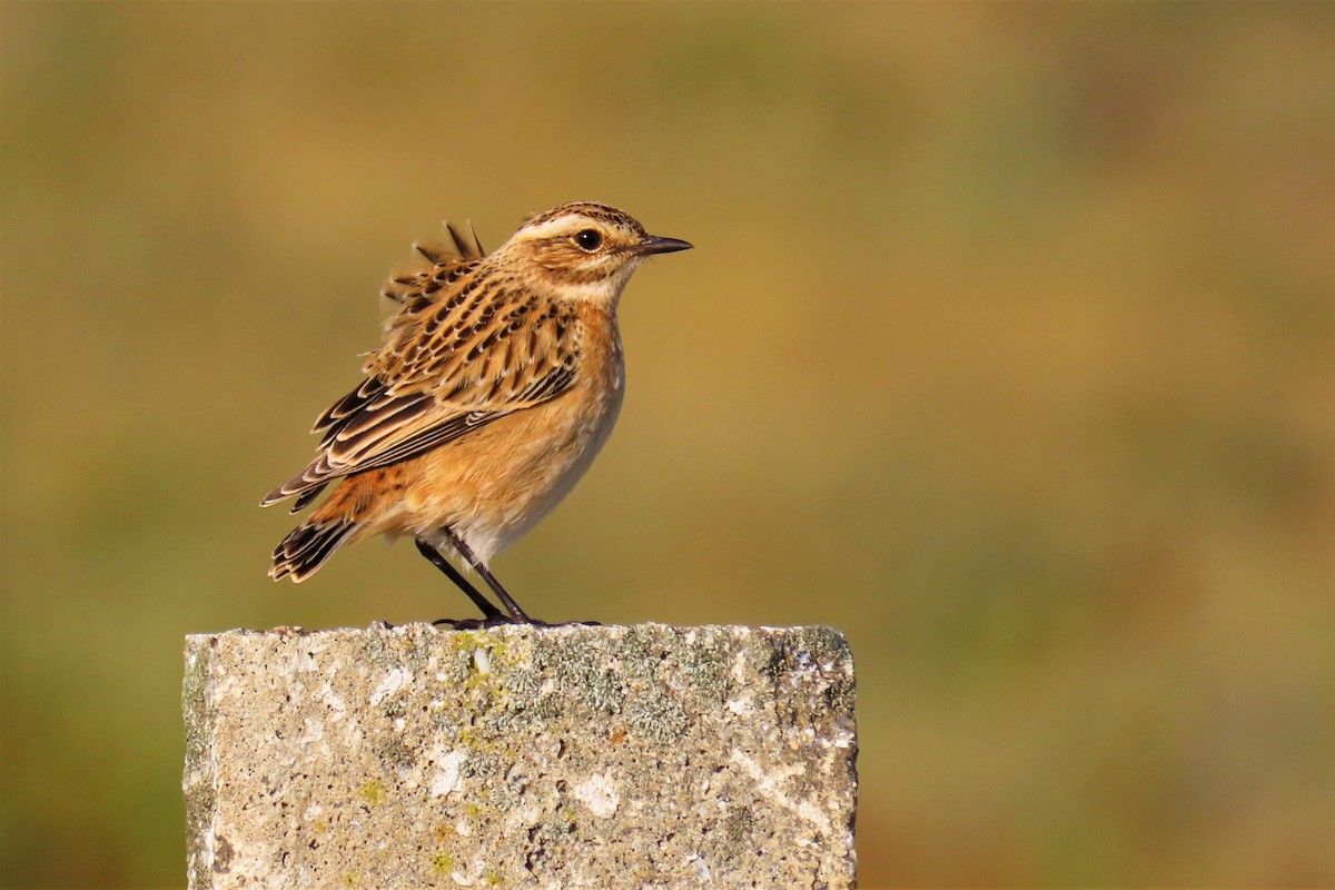 Whinchat - Paulo Alves