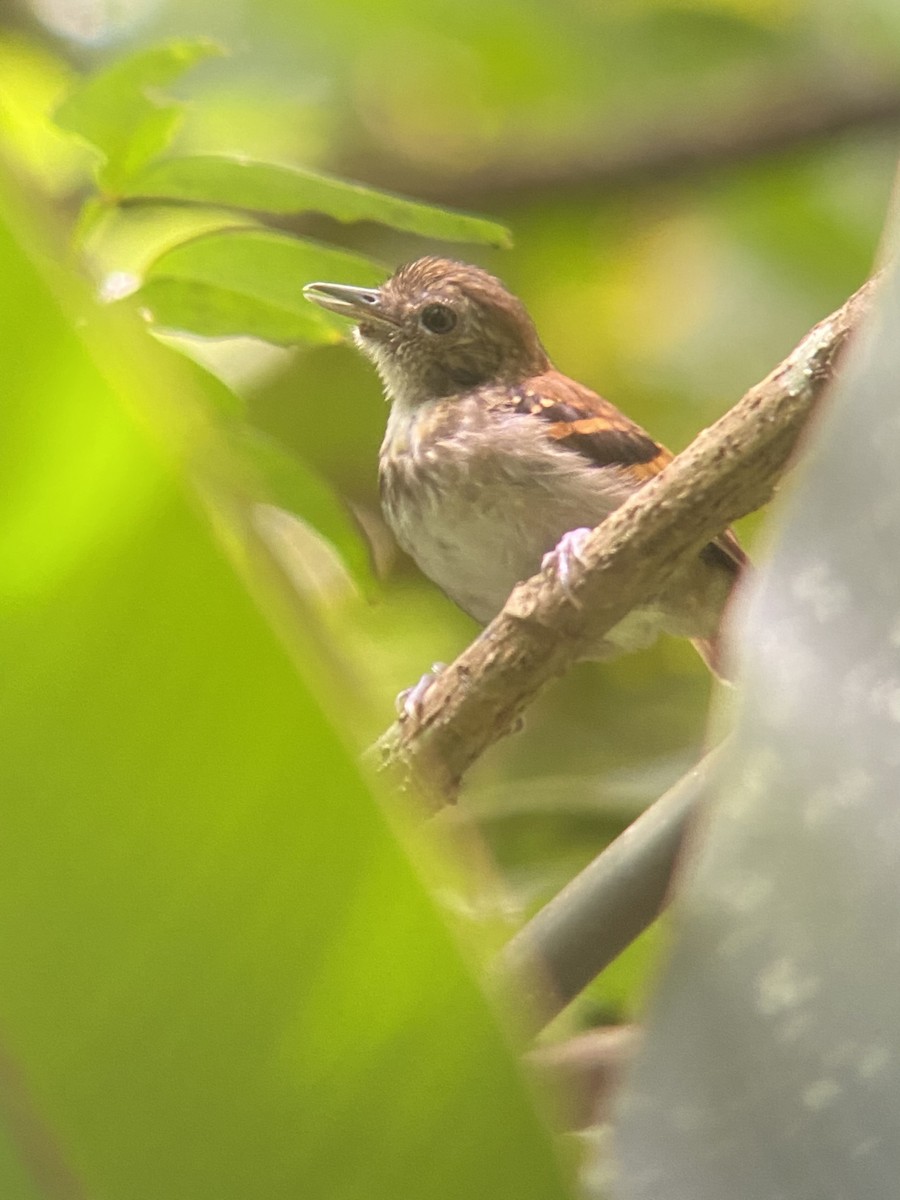 Spotted Antbird - ML375949371