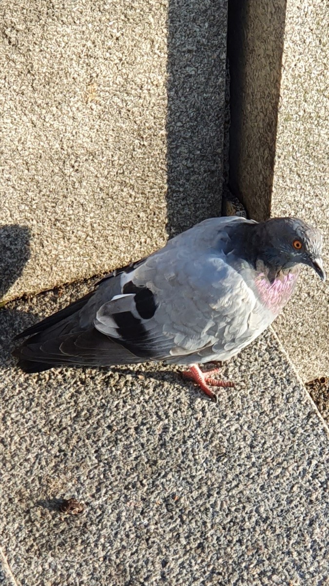 Rock Pigeon (Feral Pigeon) - ML375950021