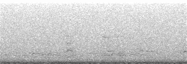 אווז לבן-מצח - ML375952451