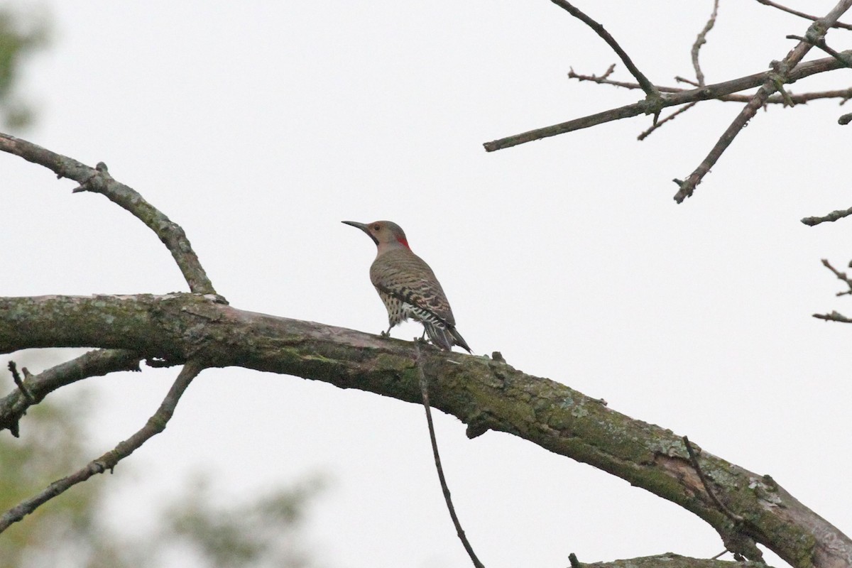 Northern Flicker (Yellow-shafted) - ML375965681