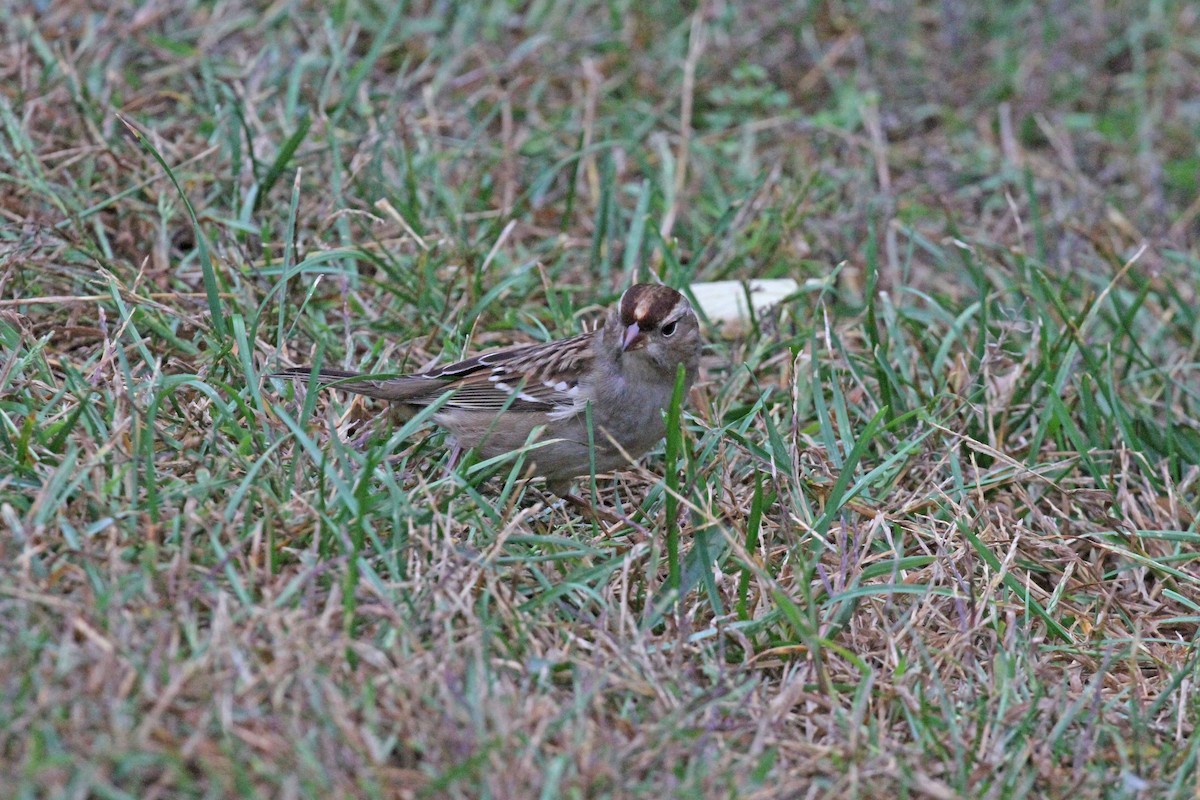 White-crowned Sparrow - ML375965761
