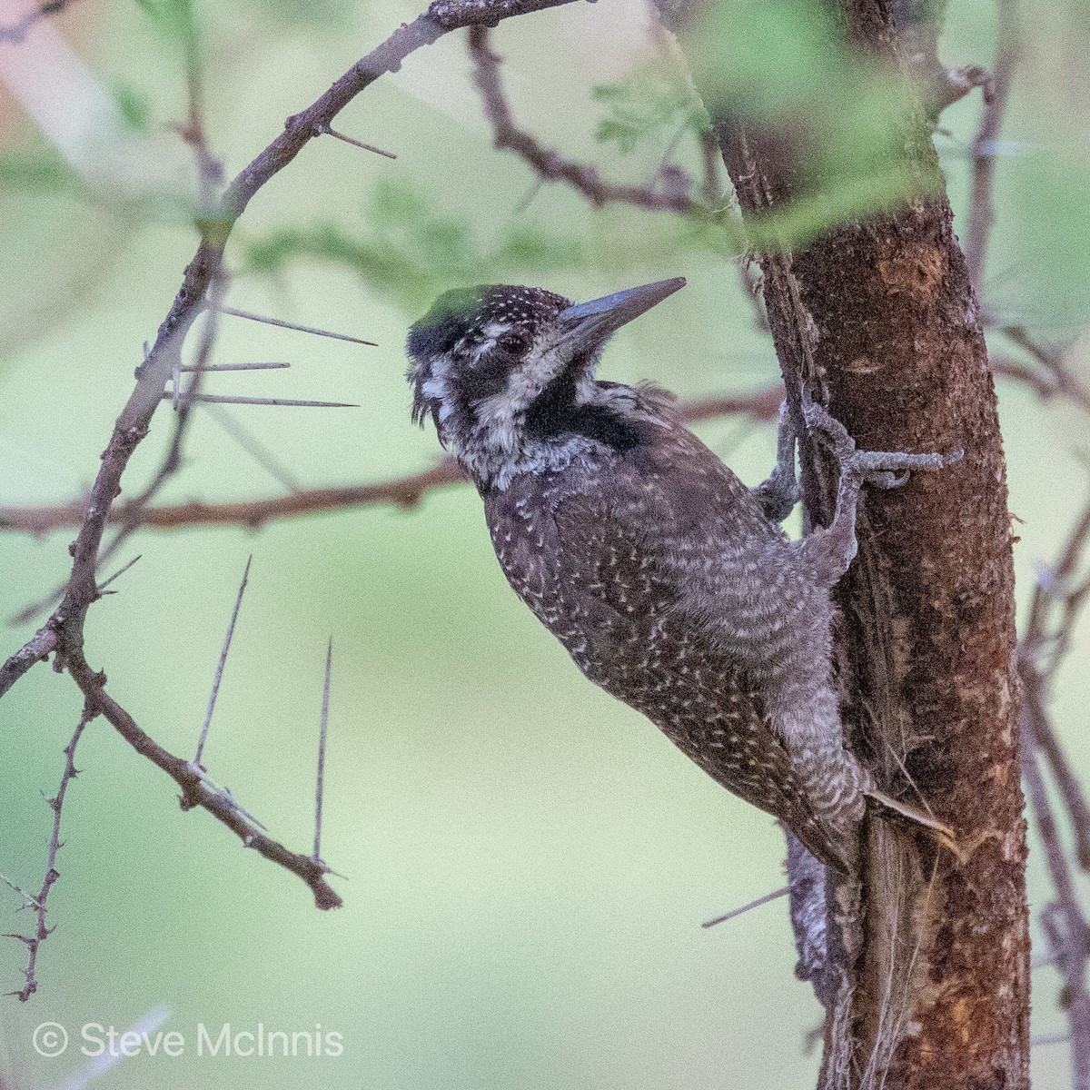 Bearded Woodpecker - Steve McInnis