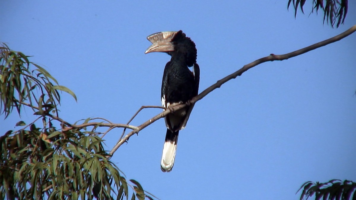 Black-and-white-casqued Hornbill - Josep del Hoyo