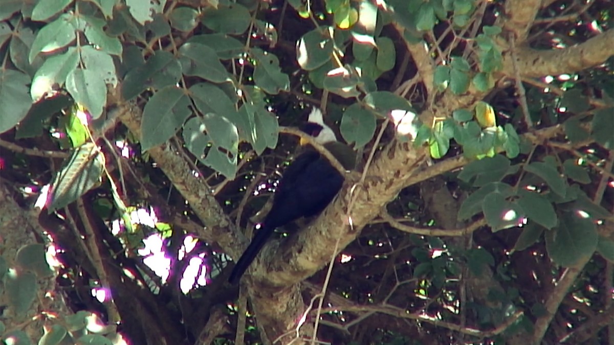 White-crested Turaco - ML375968371