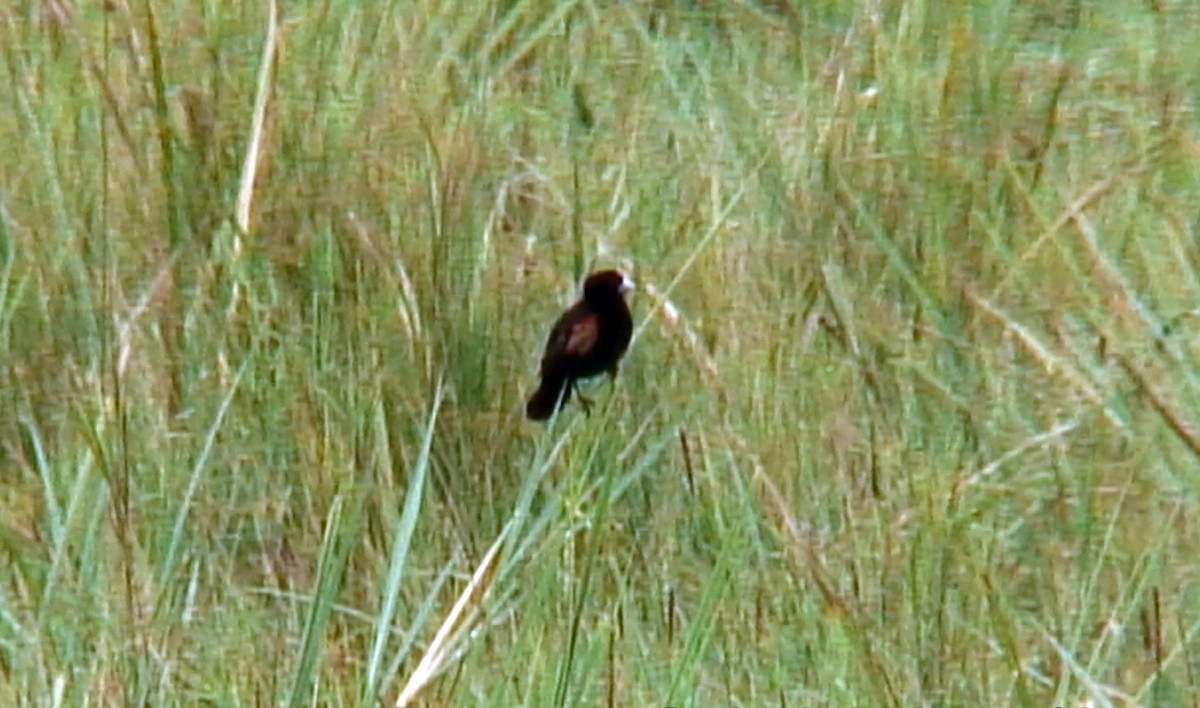 Fan-tailed Widowbird - ML375968931
