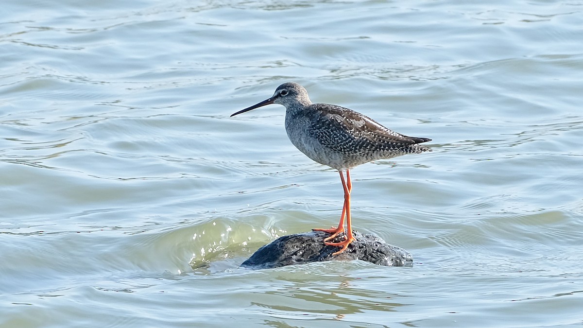 Spotted Redshank - ML375973661