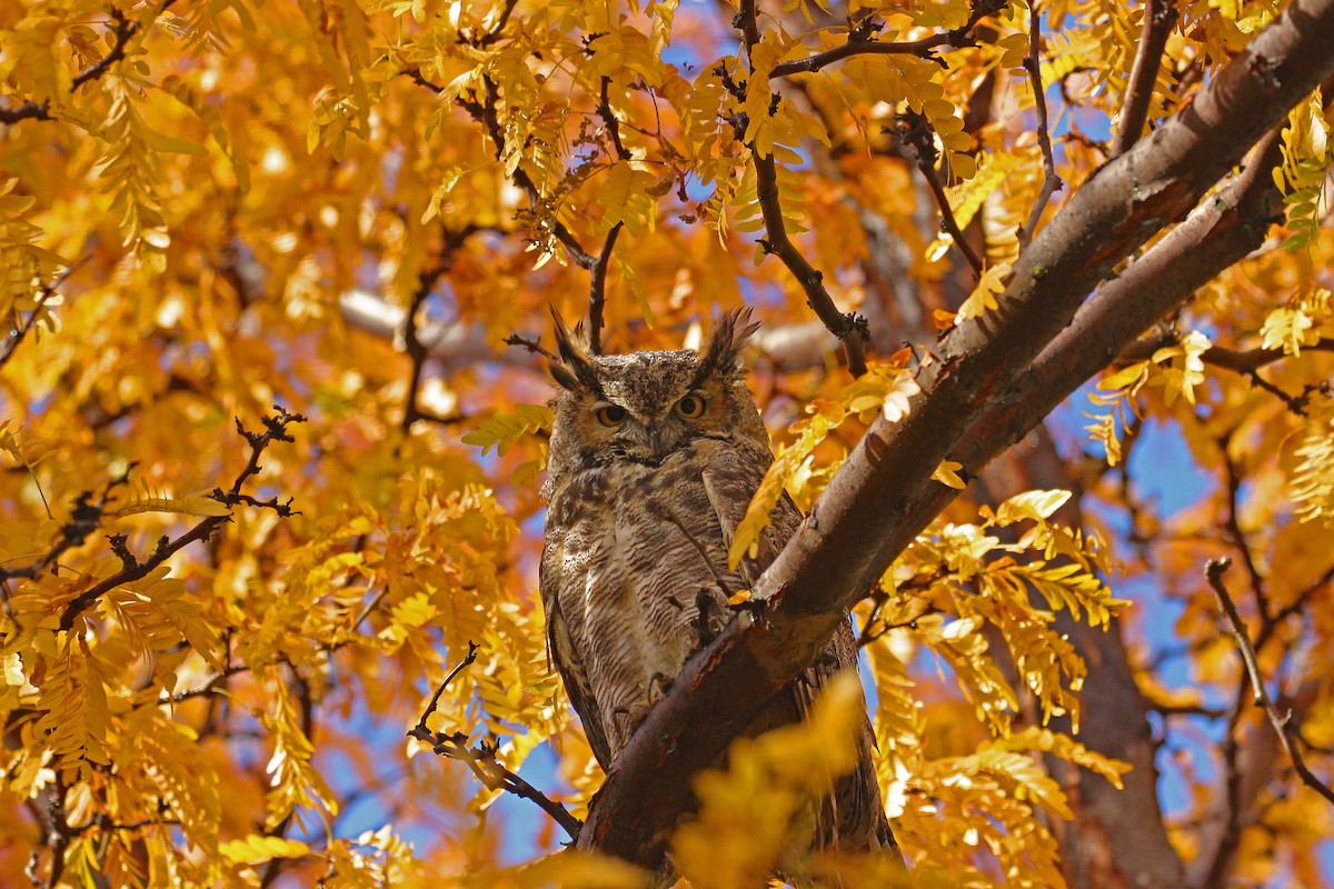 Great Horned Owl - Chuck Gates