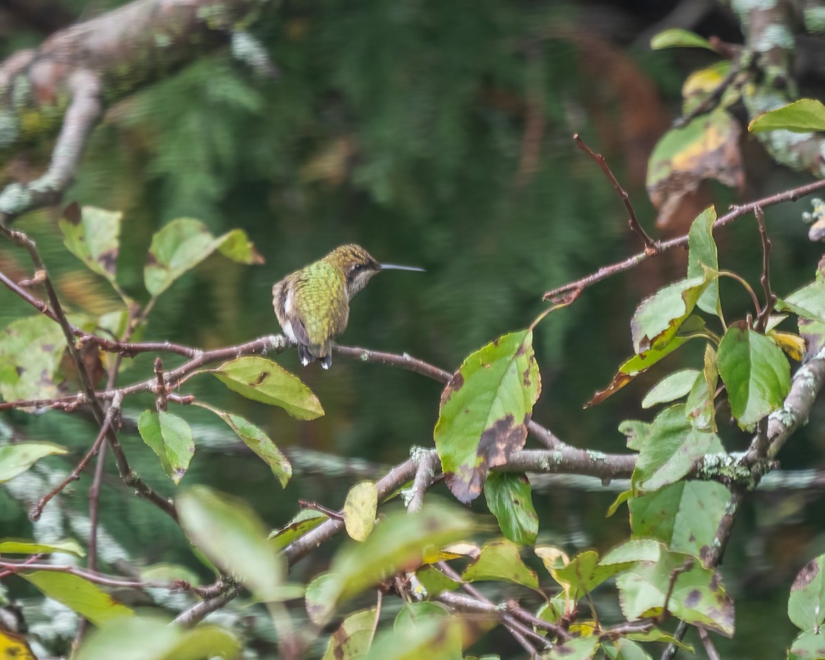 Ruby-throated Hummingbird - ML375976341