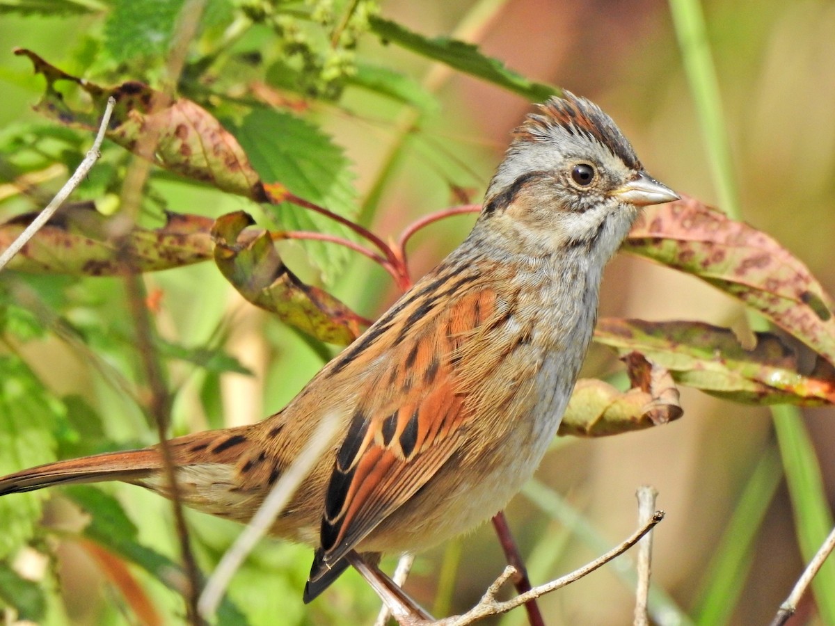 Swamp Sparrow - ML375976561