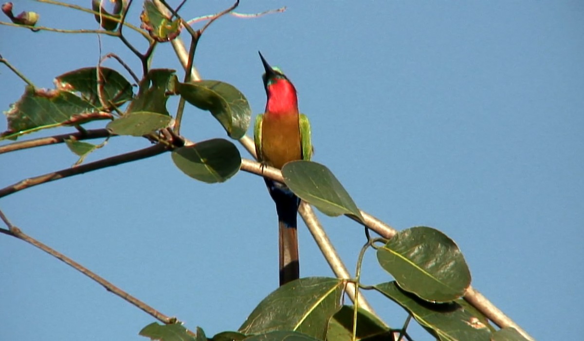Red-throated Bee-eater - ML375977071