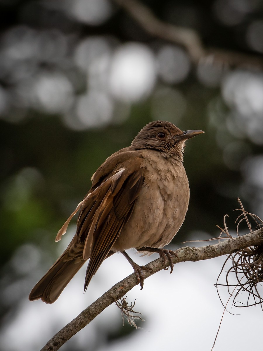 Pale-breasted Thrush - Eden Fontes