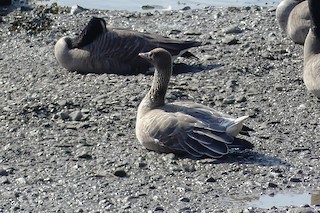 Pink-footed Goose, ML375981291