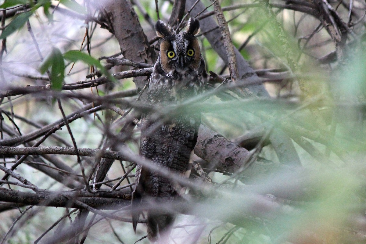 Long-eared Owl - Chuck Gates