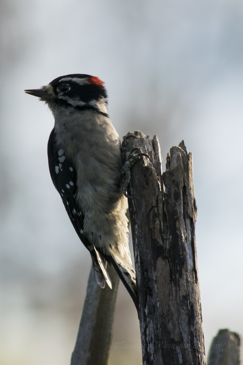 Downy Woodpecker - ML375987351