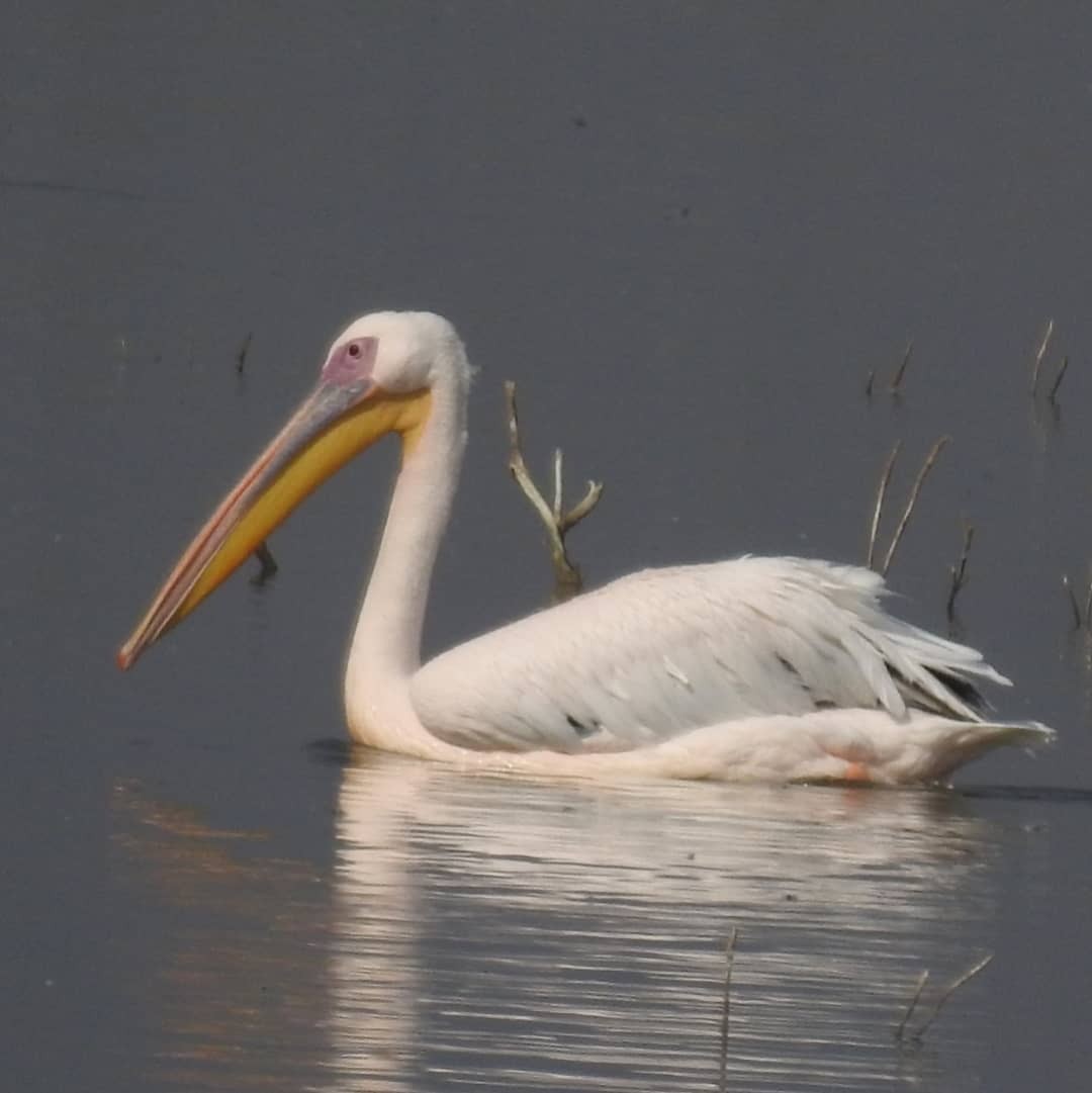 Great White Pelican - Keramat Hafezi