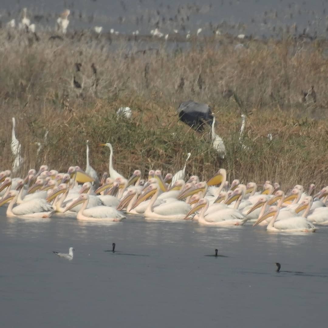 Great White Pelican - Keramat Hafezi