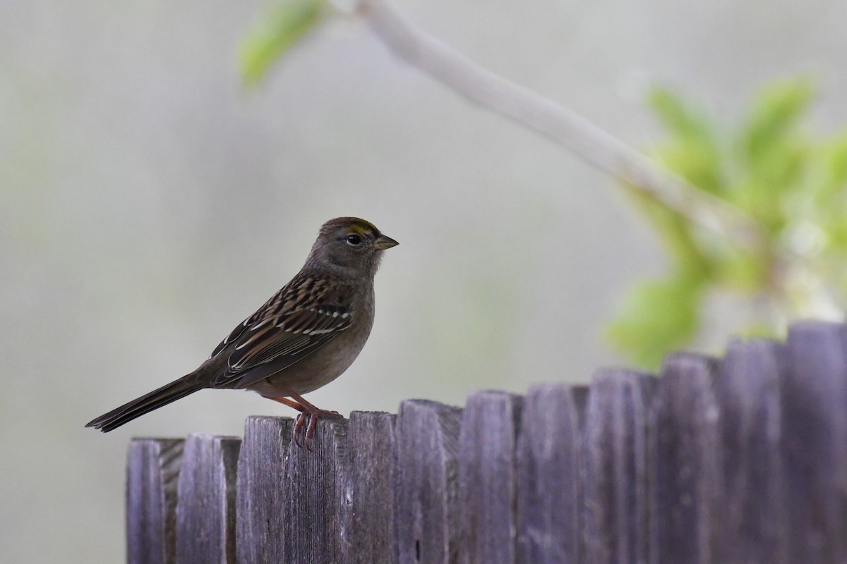 Golden-crowned Sparrow - Della Alcorn