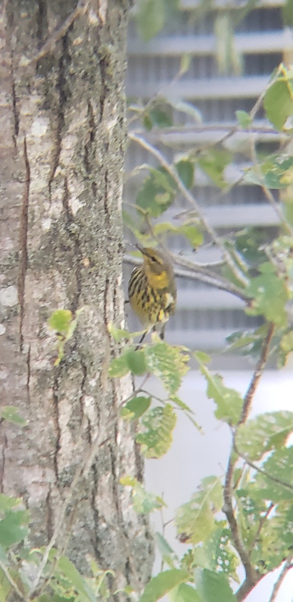 Cape May Warbler - ML375990951