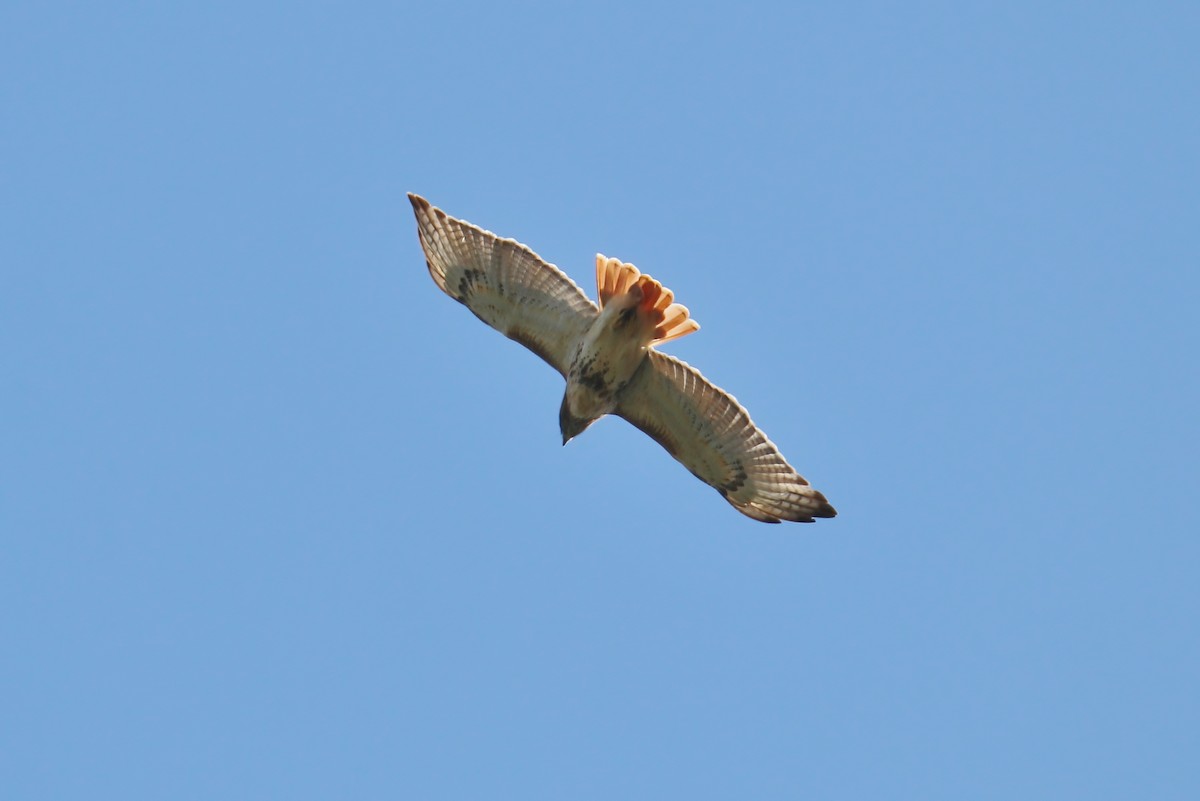 Red-tailed Hawk - ML375993501