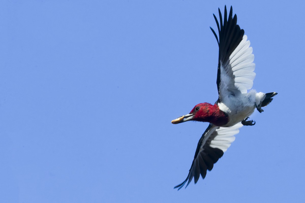 Red-headed Woodpecker - ML375998221