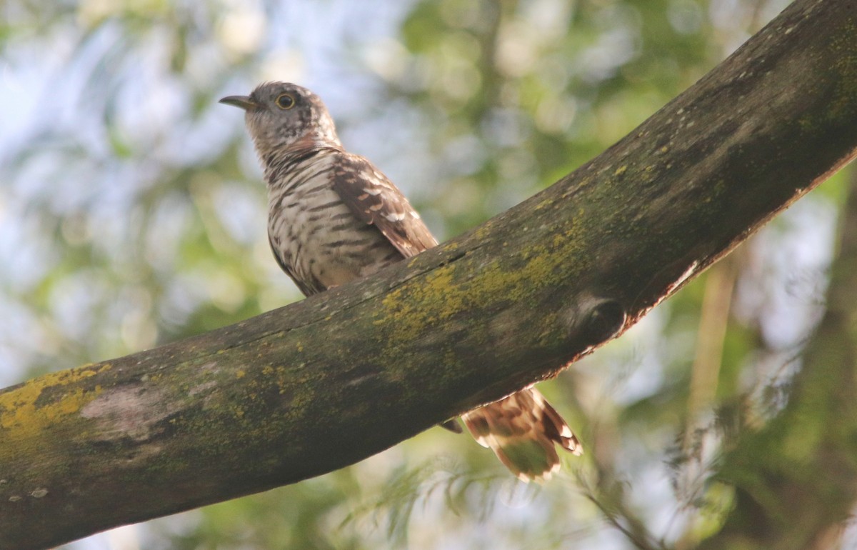 Indian Cuckoo - Hareesha AS