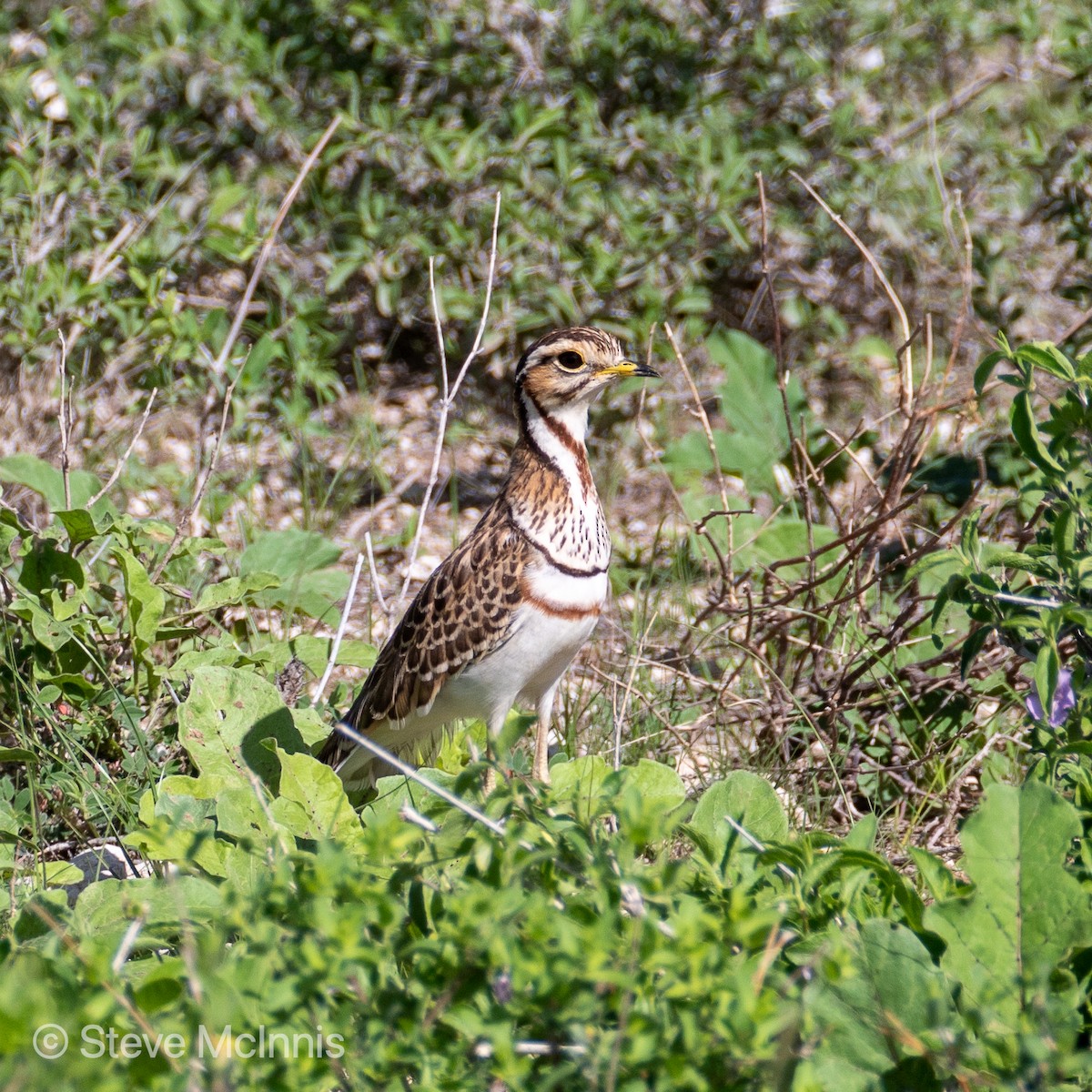 Three-banded Courser - ML376004411